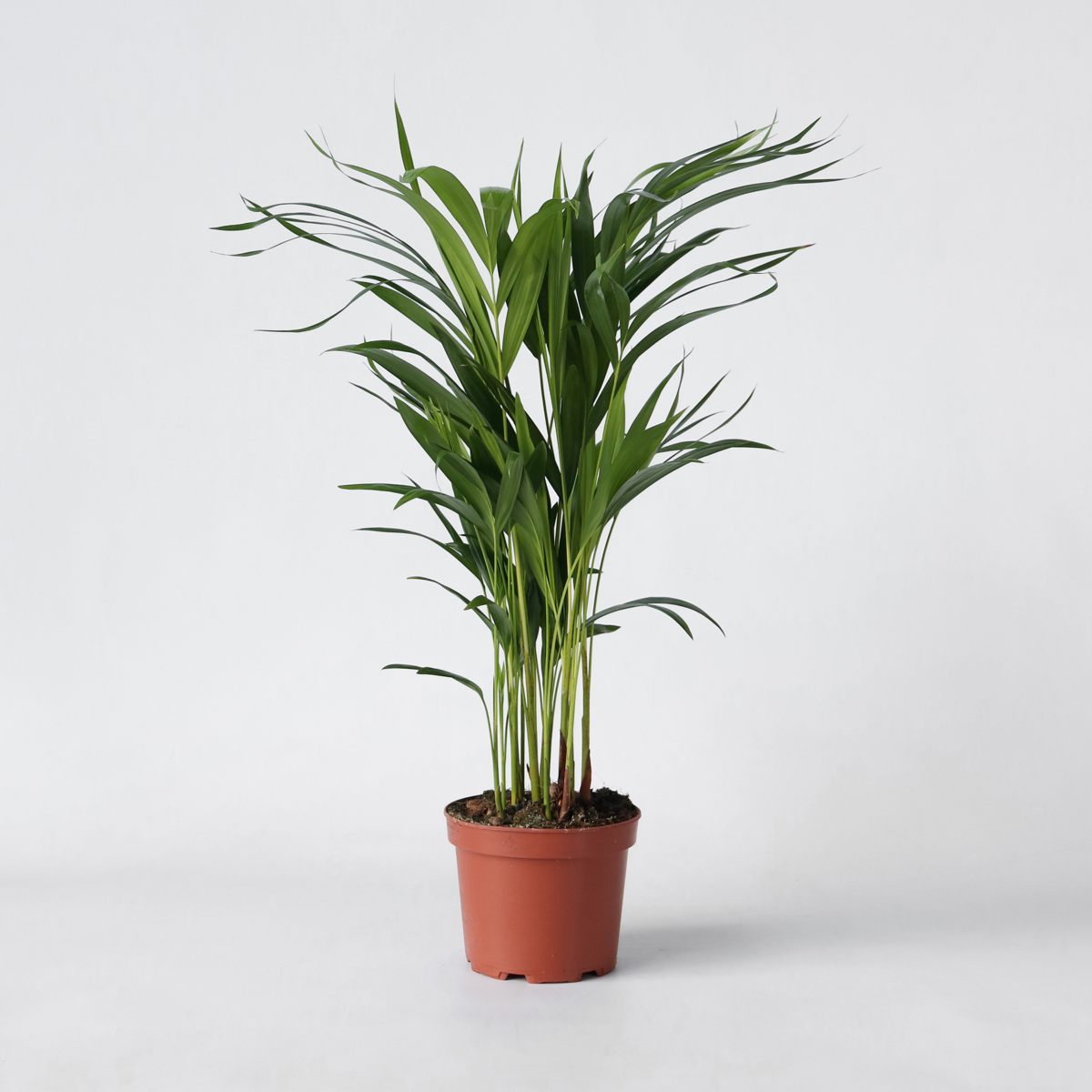 Dypsis Lutescens - Areca - Goldpalme