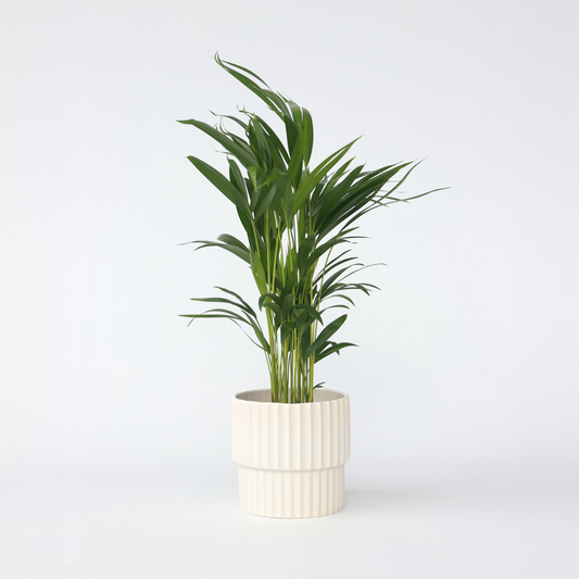 Dypsis Lutescens - Areca - Goldpalme