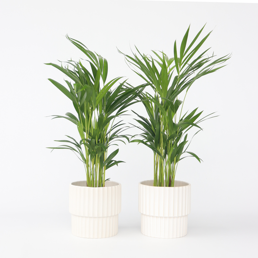 Dypsis Lutescens - 2er-Set - Areca