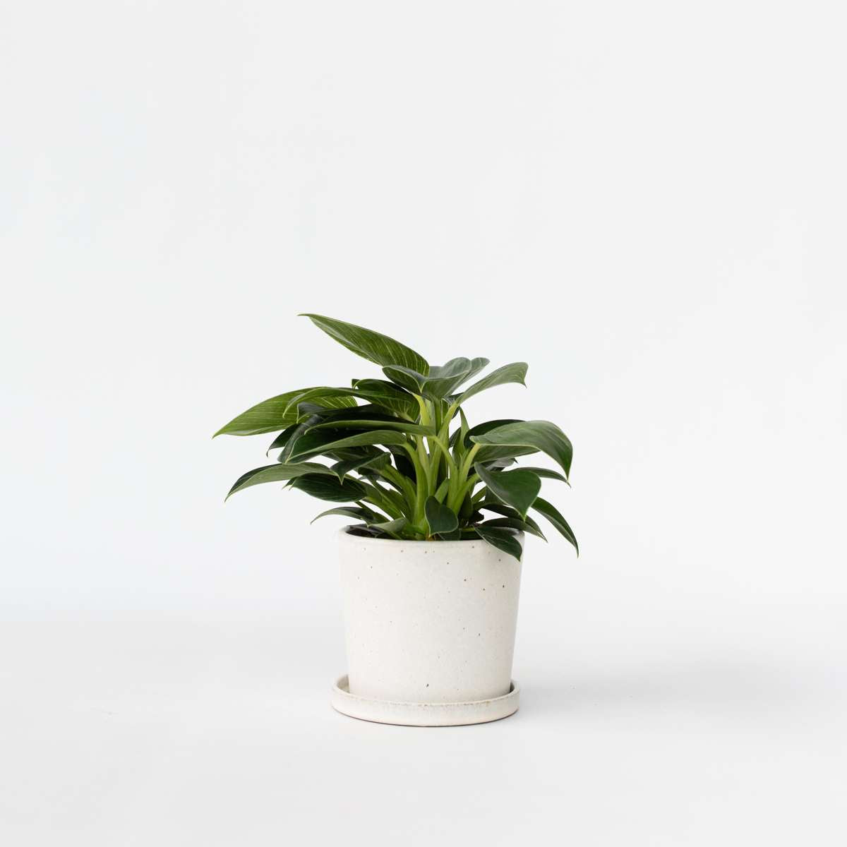 Philodendron 'White Wave'