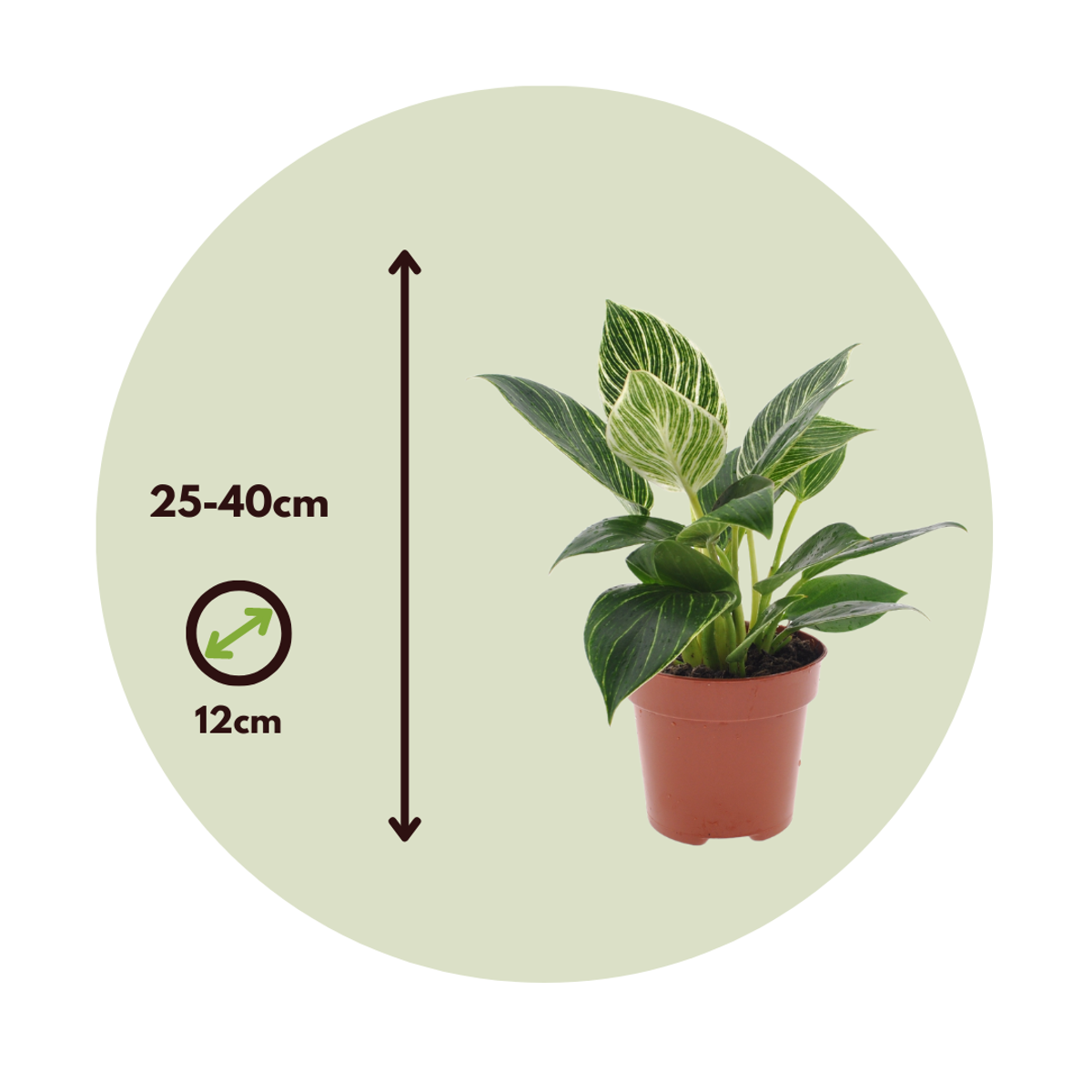 Philodendron 'White Wave' - Set van 2