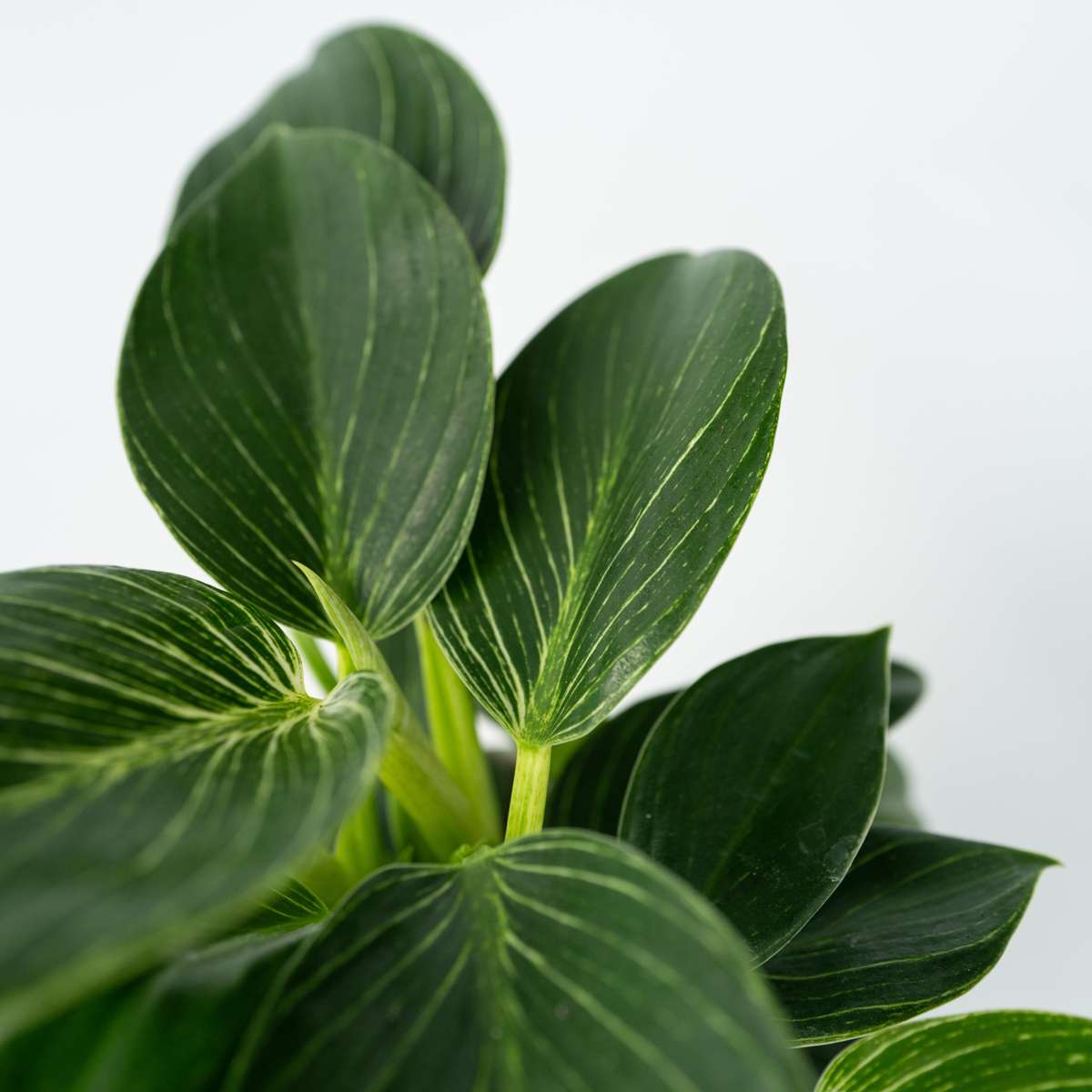Philodendron 'White Wave' - 2er-Set