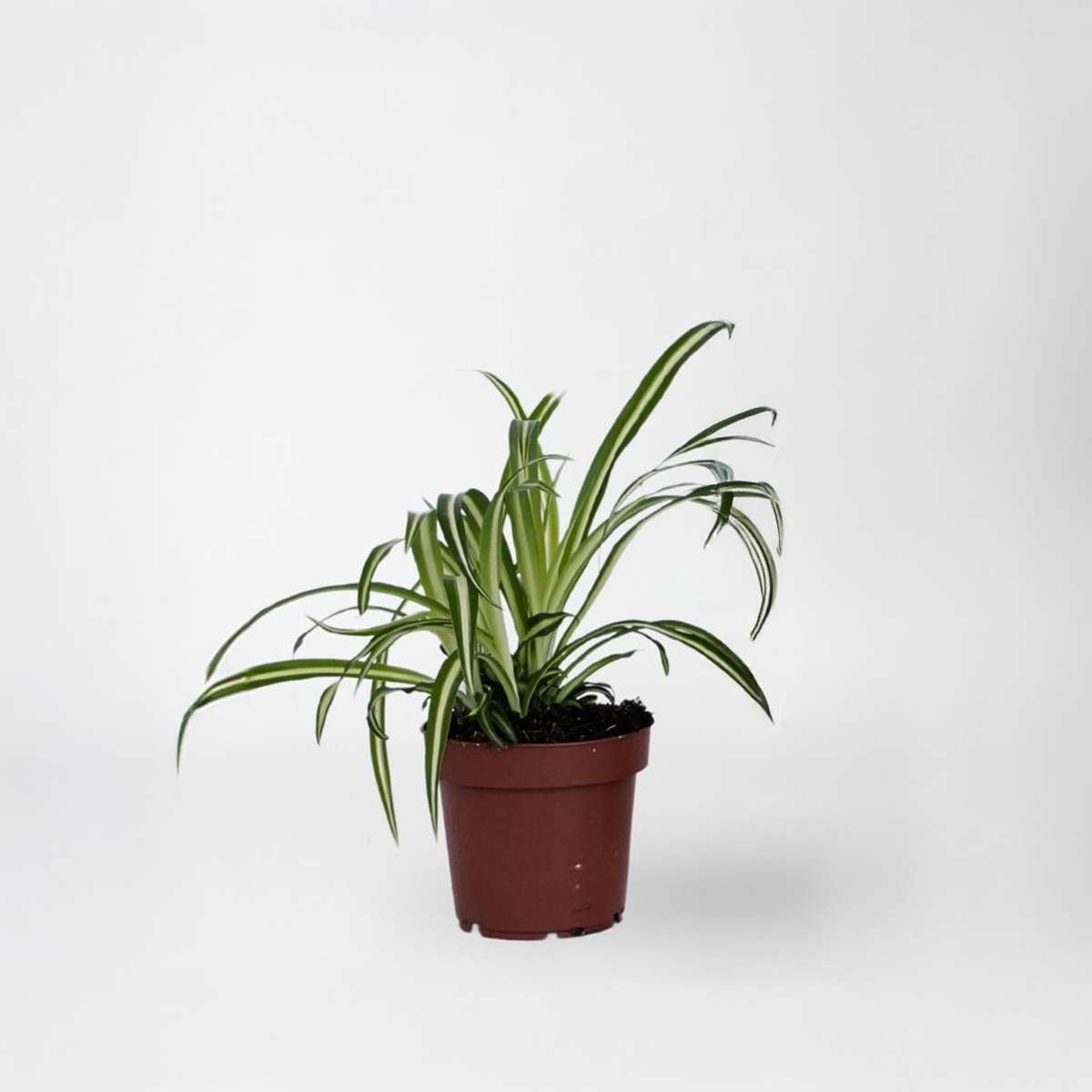 Chlorophytum comosum 'Atlantic' - Graslilie