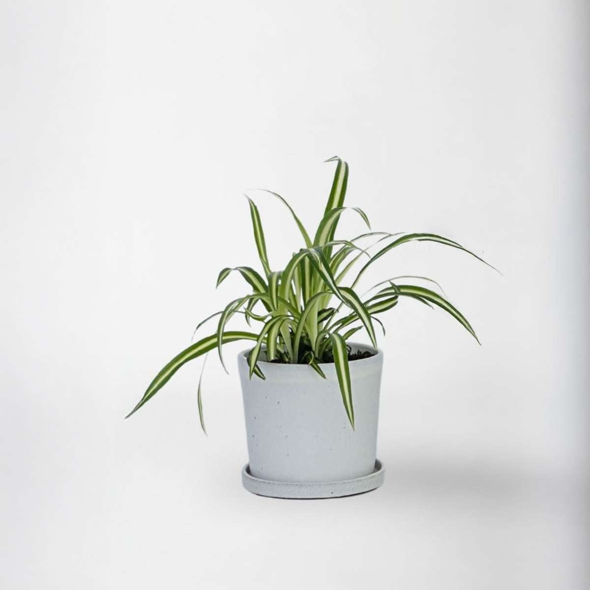 Chlorophytum comosum 'Atlantic' - Graslilie