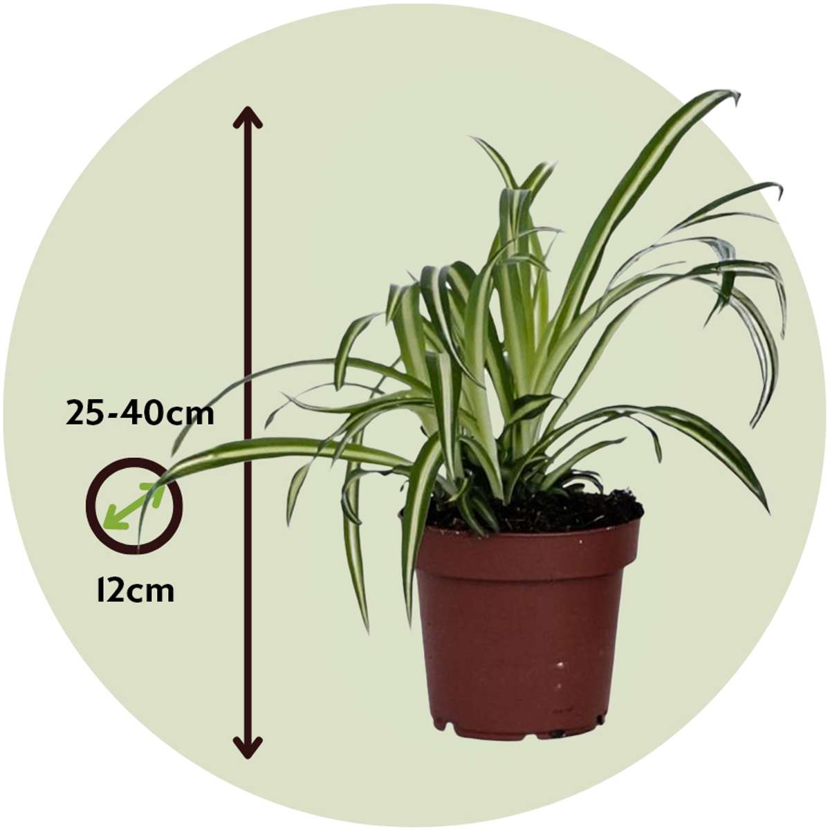 Chlorophytum comosum 'Atlantic' - Graslilie
