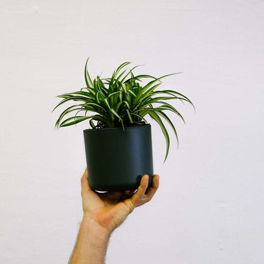 Chlorophytum comosum 'Atlantic' - 6er-Set