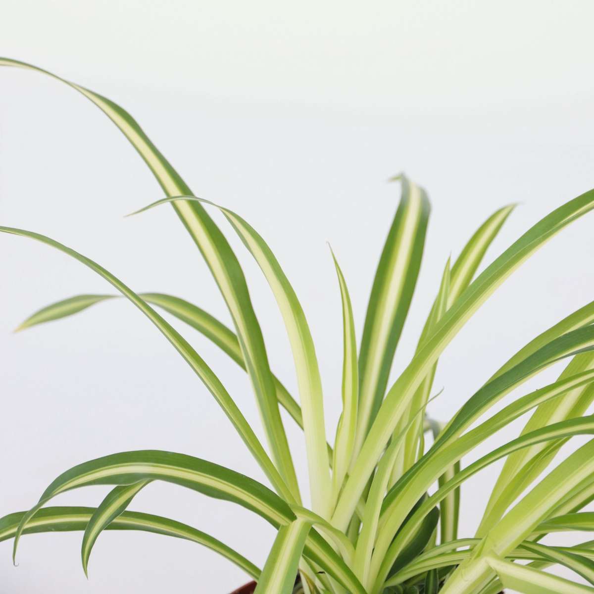 Chlorophytum comosum 'Atlantic' - 6er-Set