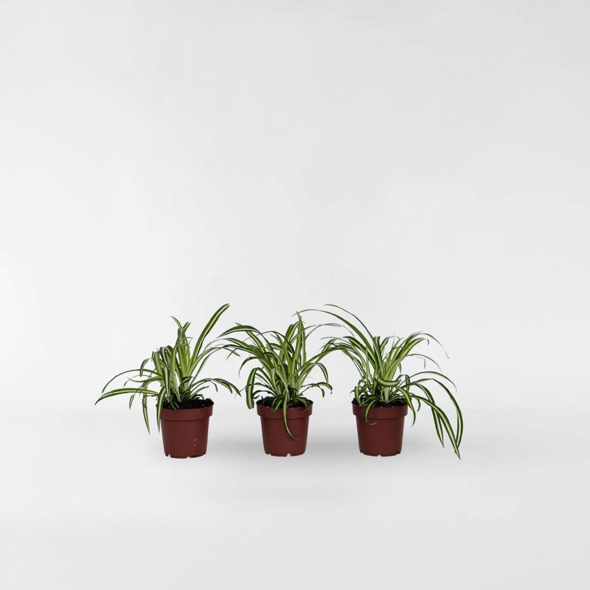 Chlorophytum comosum 'Atlantic' - 6er-Set
