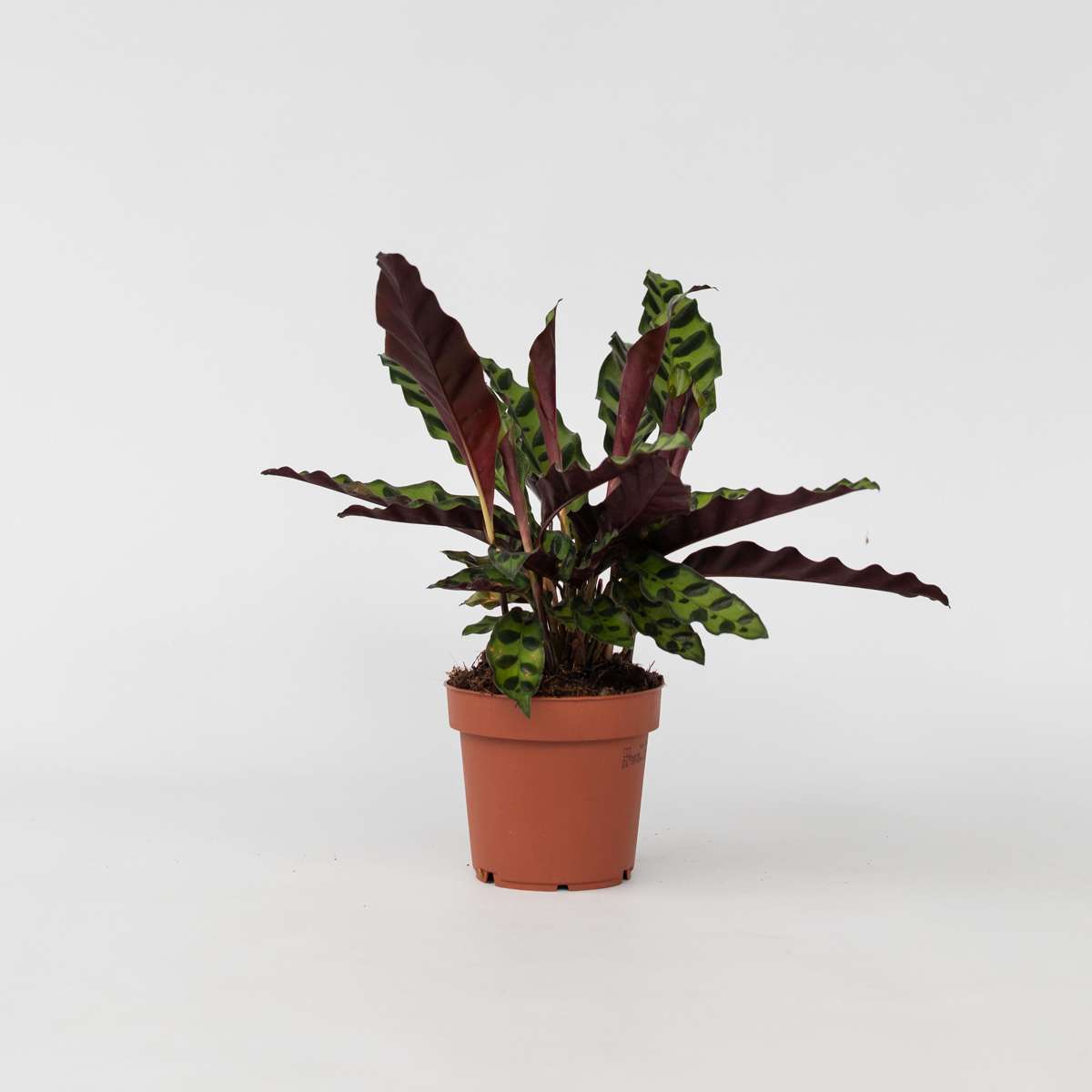 Calathea Insignis - Marantaceae