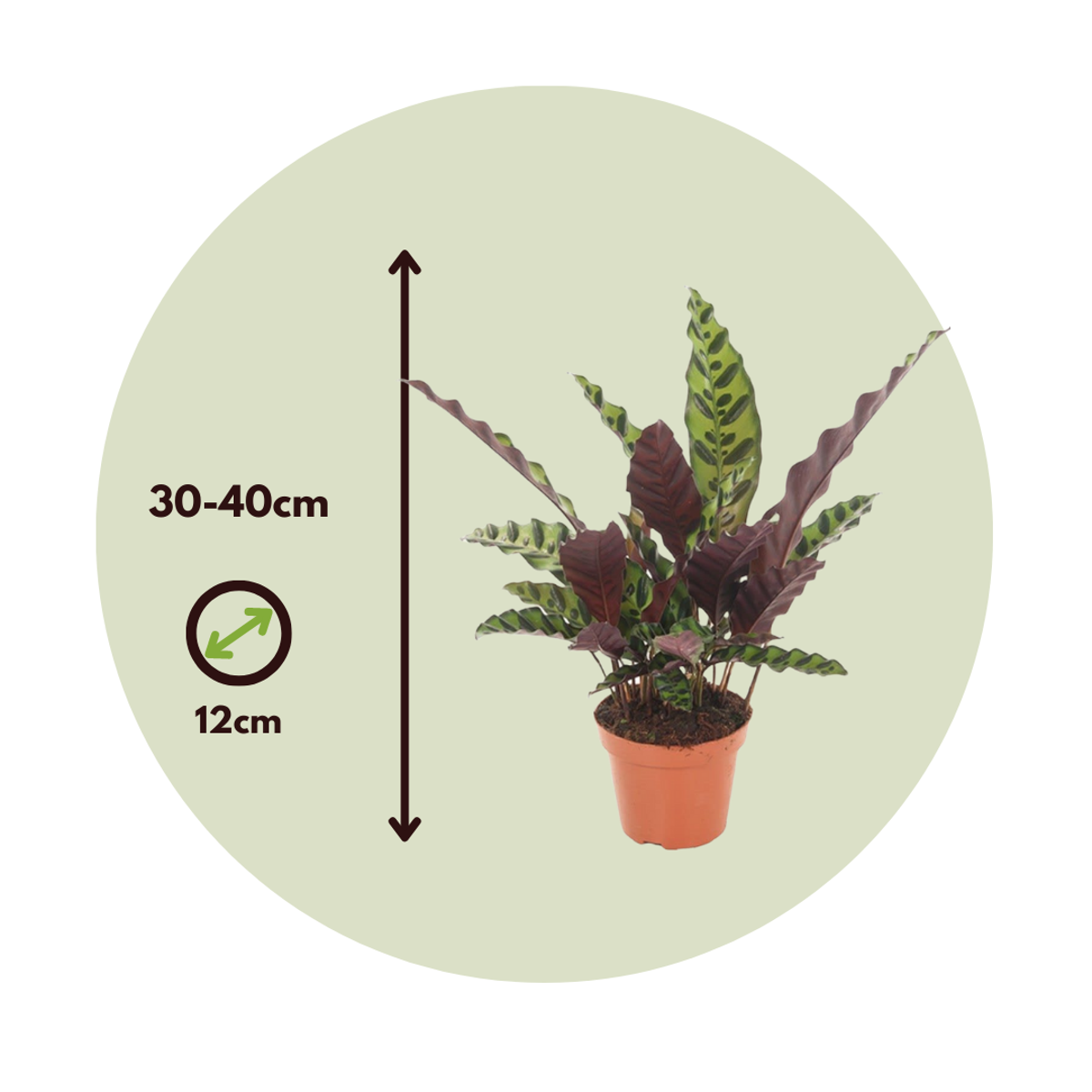 Calathea Insignis – 2er-Set – Marantaceae