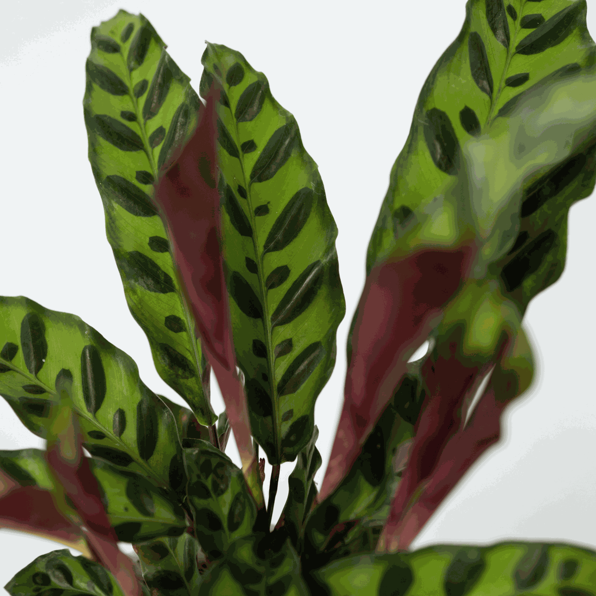 Calathea Insignis – 2er-Set – Marantaceae