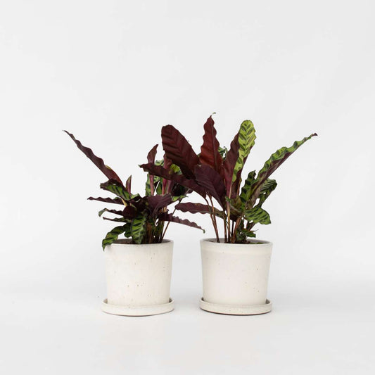 Calathea Insignis – 2er-Set – Marantaceae