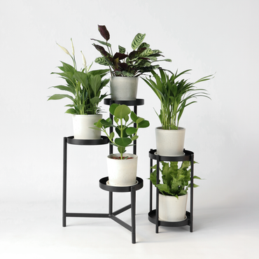 Luftreinigende Zimmerpflanzen - 5er-Mix