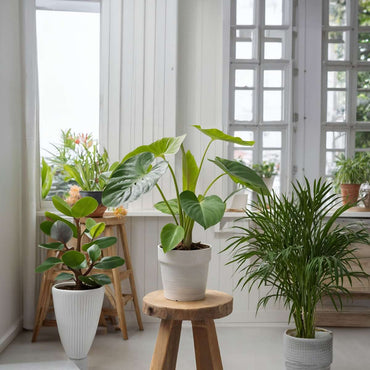 Minipalmen - 2er-Set - Dypsis, Chamaedorea