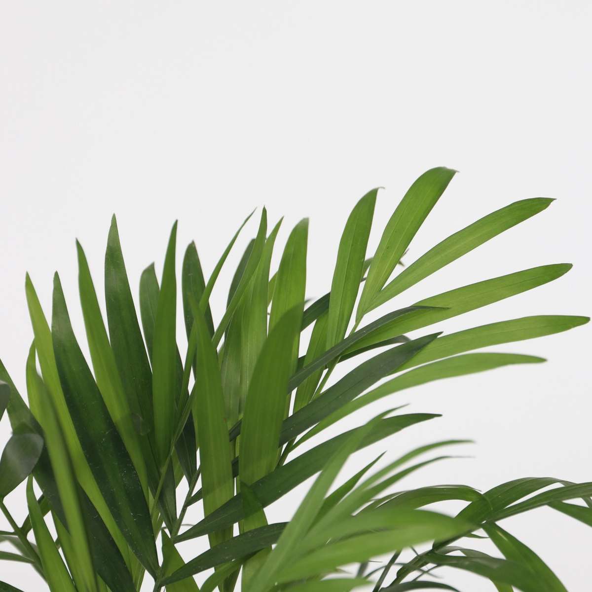 Minipalmen - 2er-Set - Dypsis, Chamaedorea
