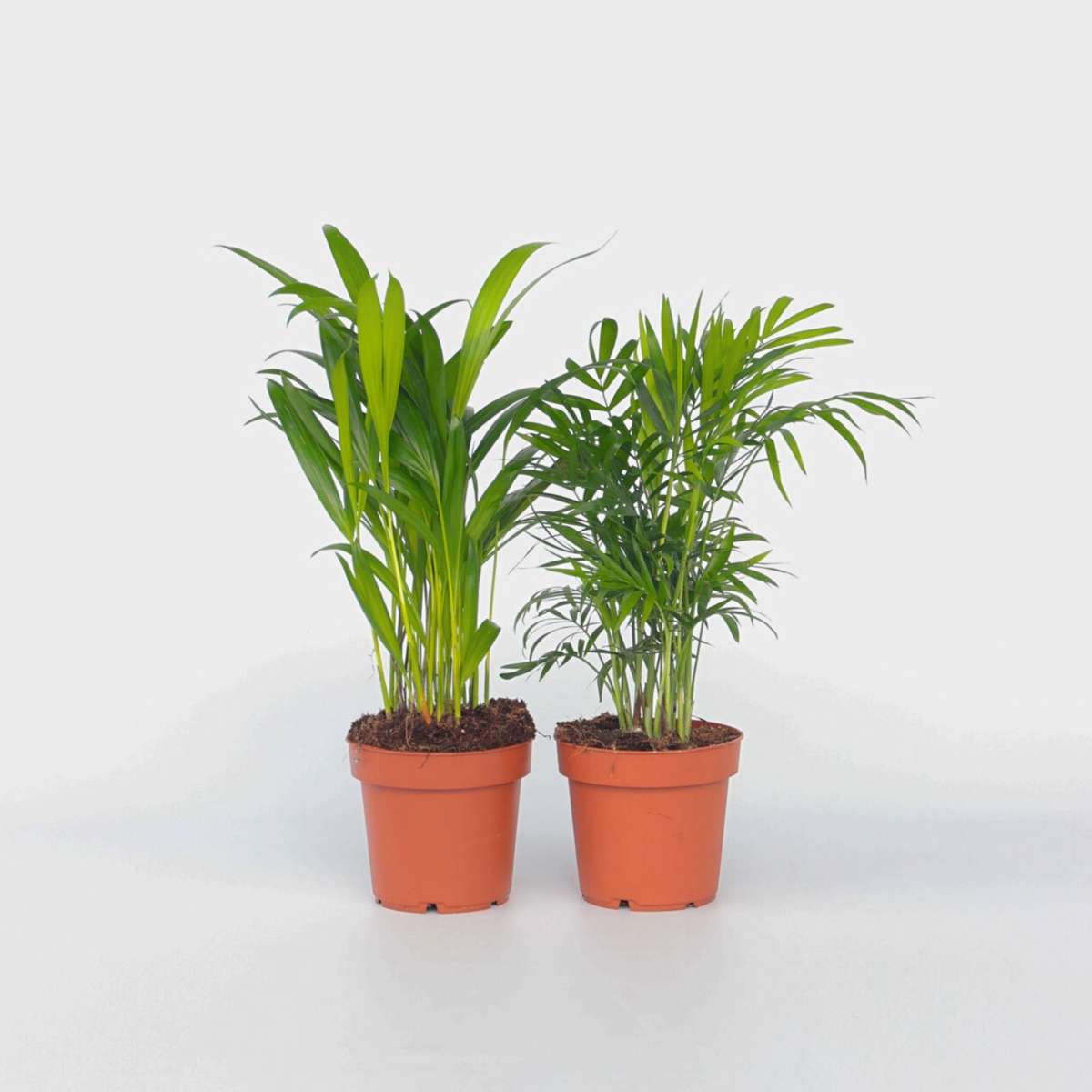 Minipalmen - 2er-Set - Dypsis, Chamaedorea