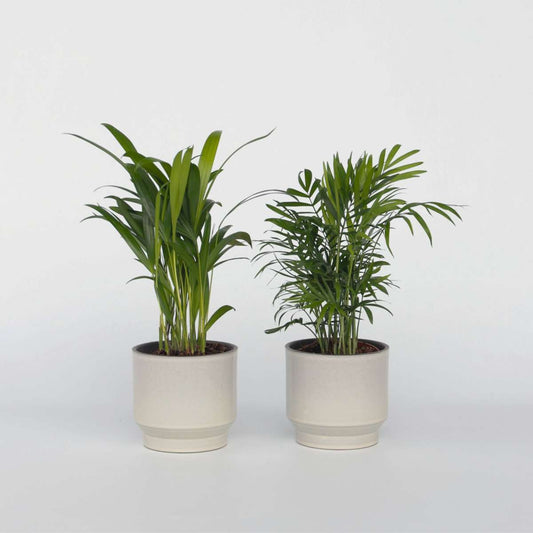 Minipalmen - 2er-Set - Dypsis, Chamaedorea