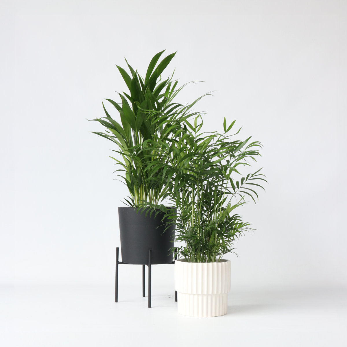 Areca, Chamaedorea - Mischung aus 2