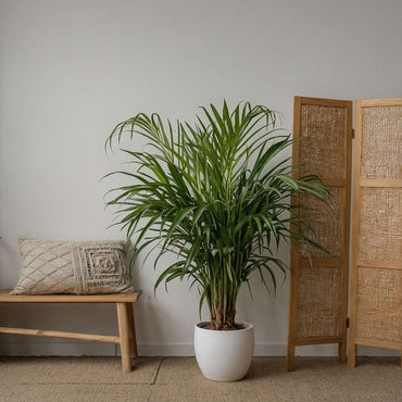 Areca, Chamaedorea - Mischung aus 2