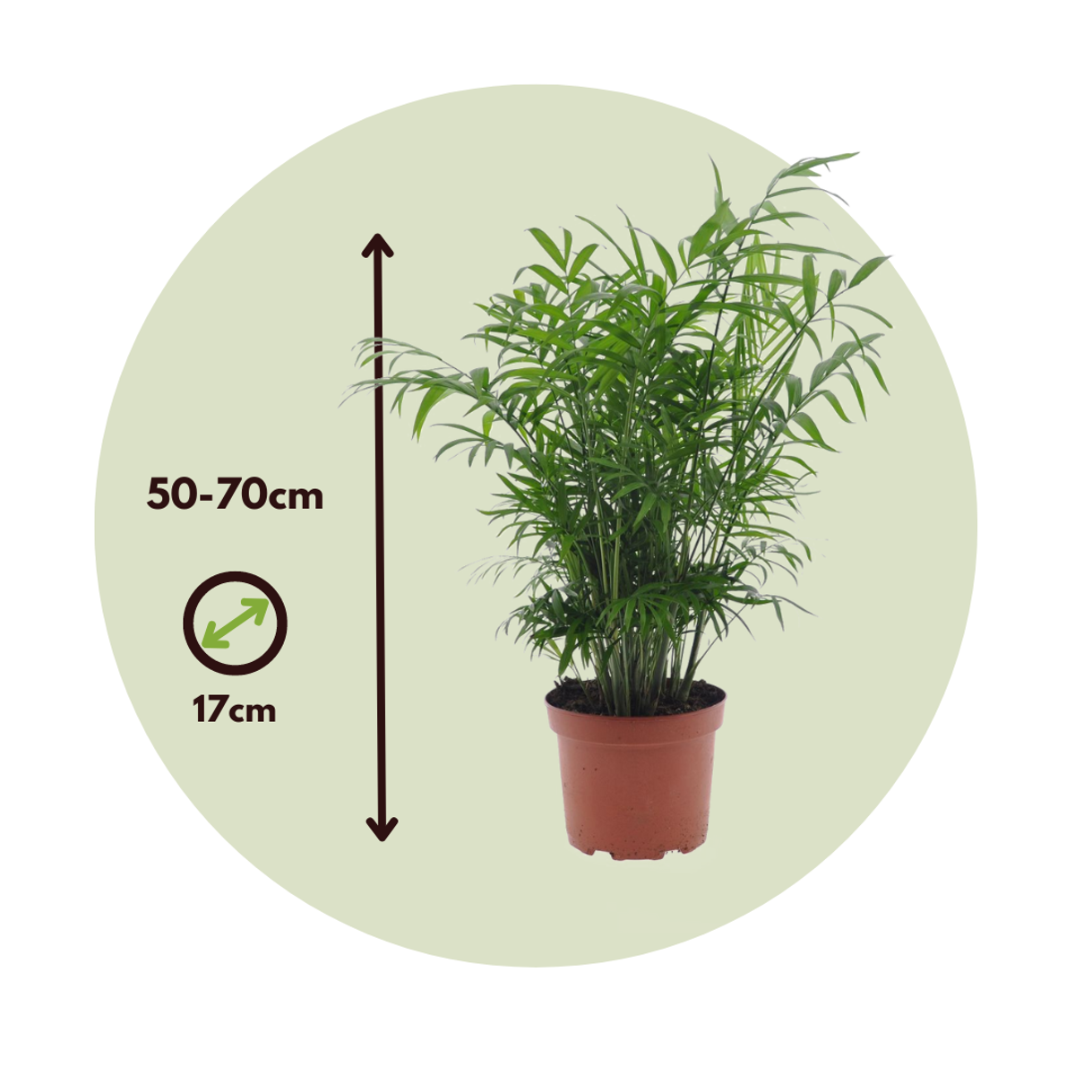 Areca, Chamaedorea - Mischung aus 2