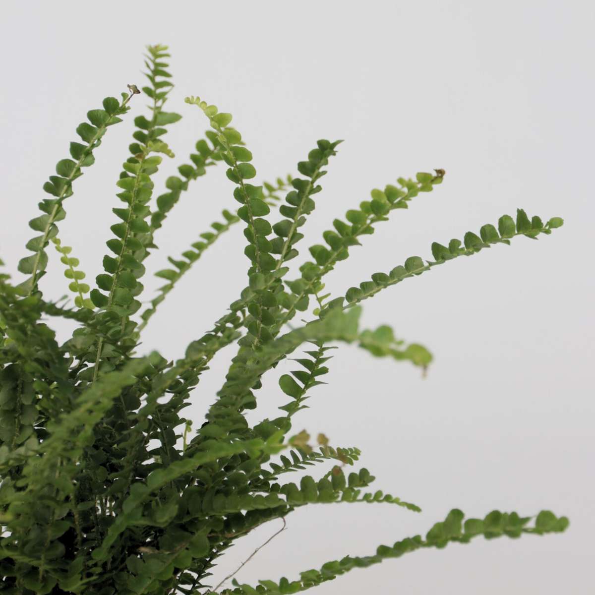 Nephrolepis Duffii - Krauser Farn