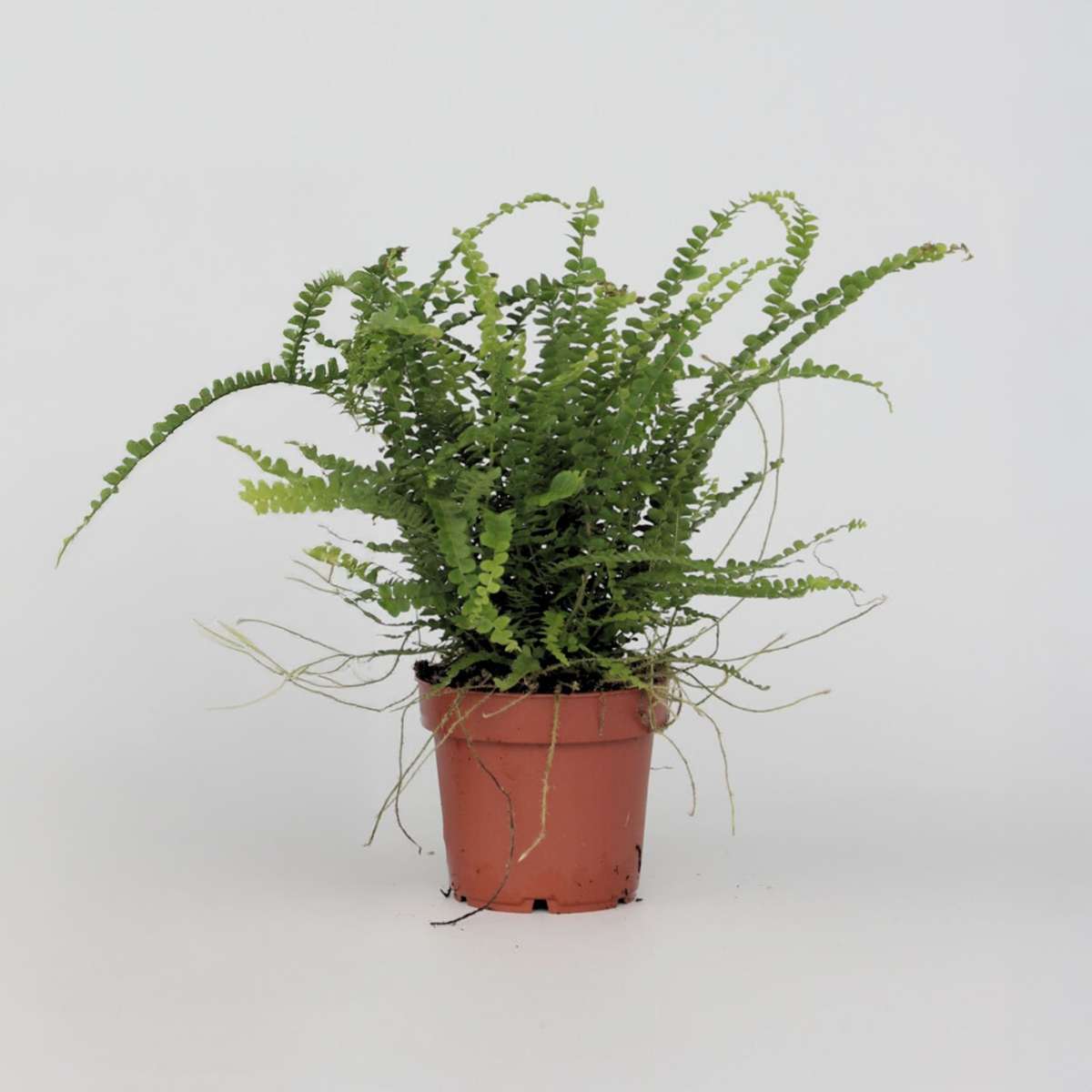 Nephrolepis Duffii - Krauser Farn