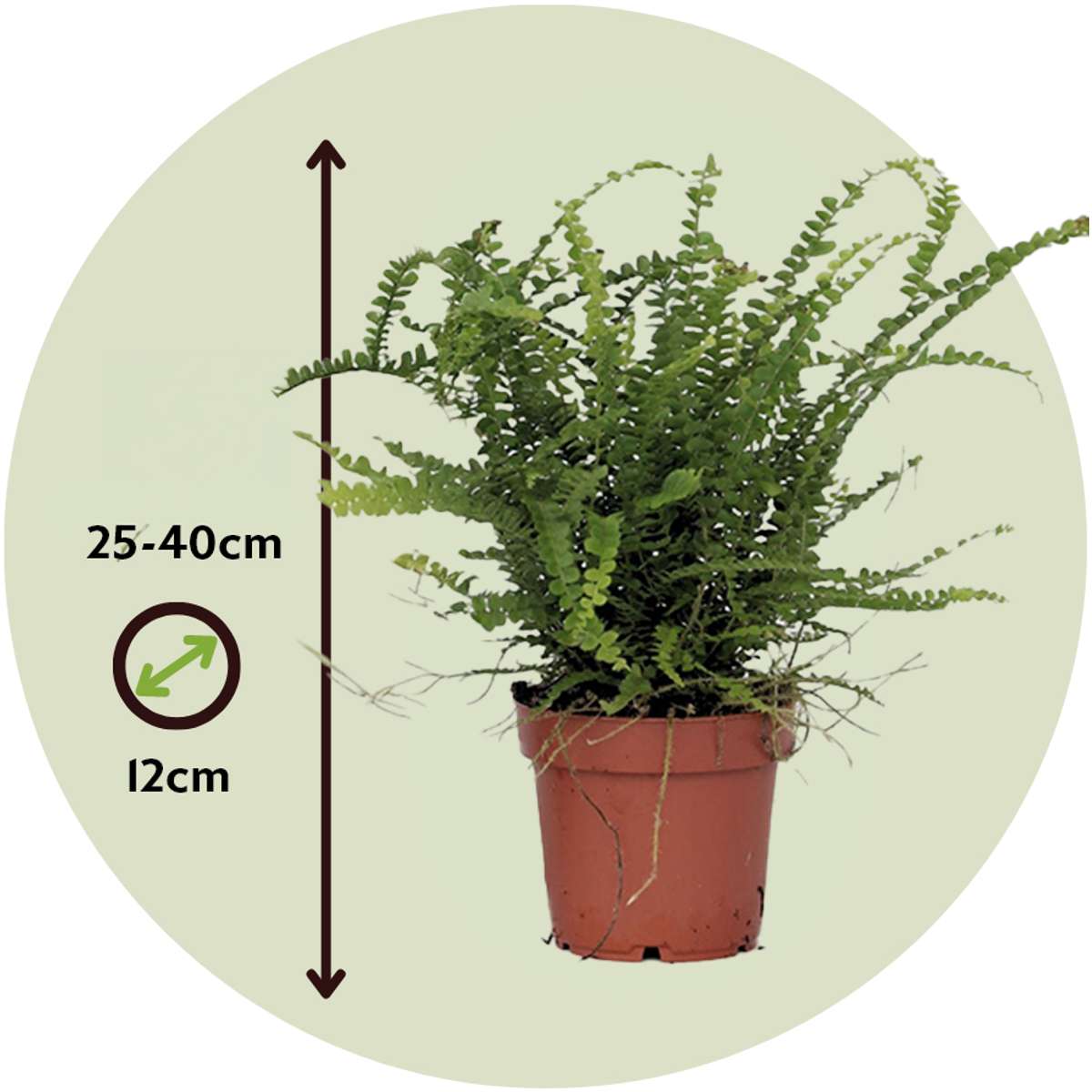 Nephrolepis Duffii - Krauser Farn