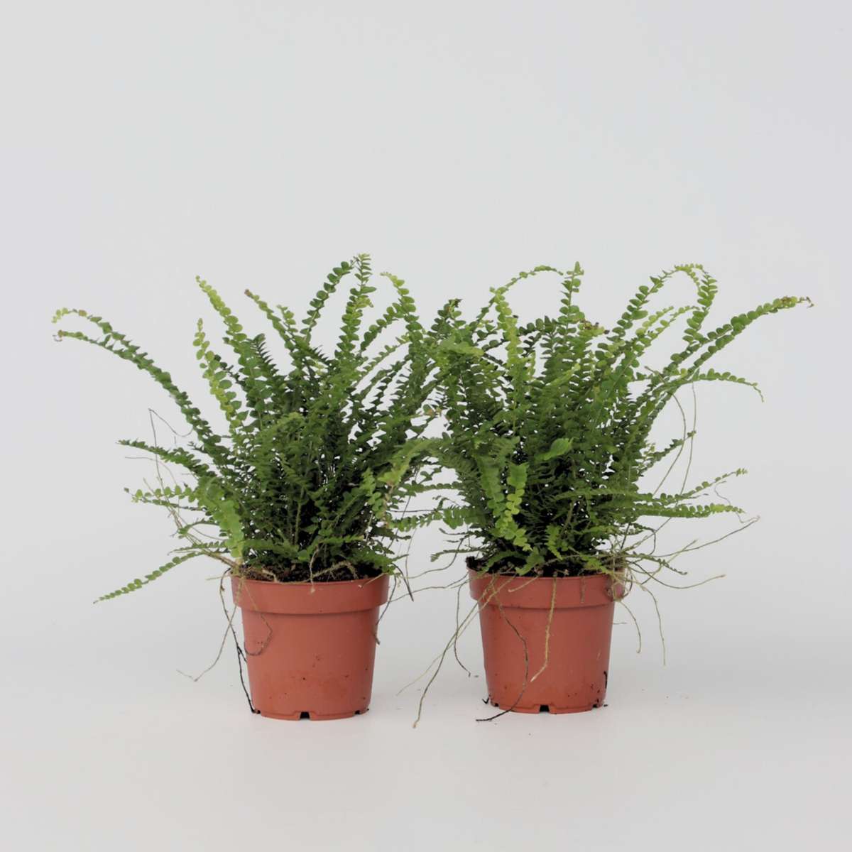 Nephrolepis Duffi - Krauser Farn - 2er Set
