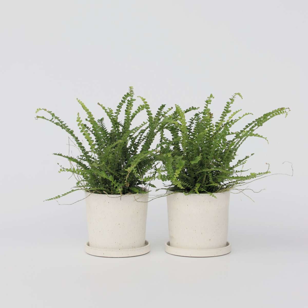 Nephrolepis Duffi - Krauser Farn - 2er Set