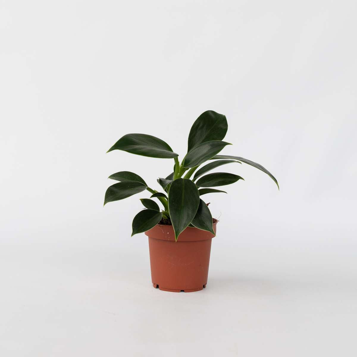 Philodendron 'Grüne Prinzessin'