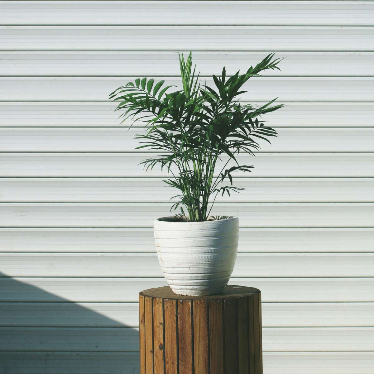 Chamaedorea elegans - 3er-Set - Zwergpalmen
