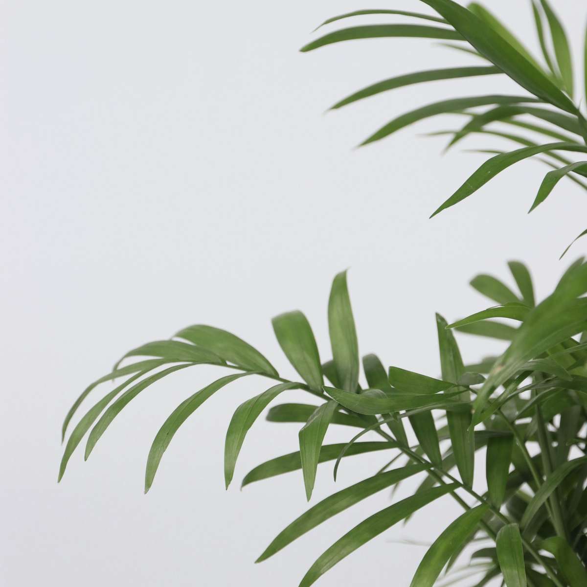 Chamaedorea elegans - 3er-Set - Zwergpalmen