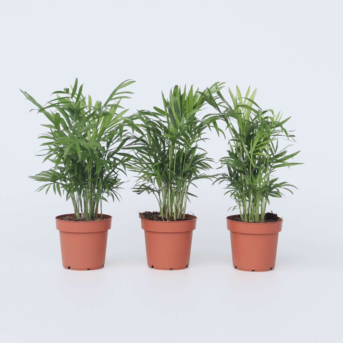 Chamaedorea elegans - 3er-Set - Zwergpalmen
