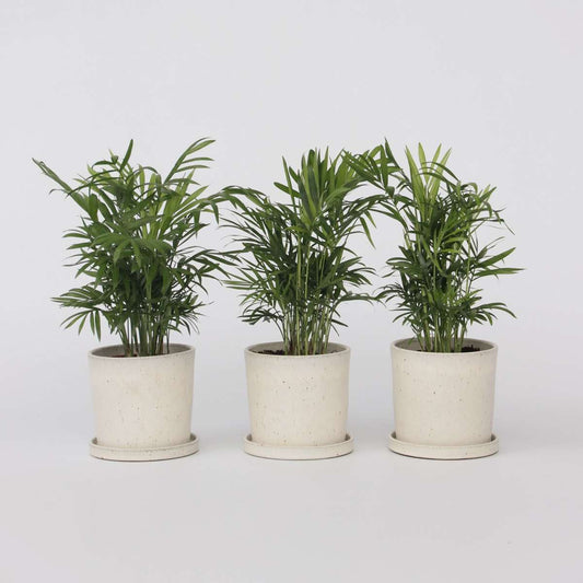 Chamaedorea elegans - 3er-Set - Zwergpalmen