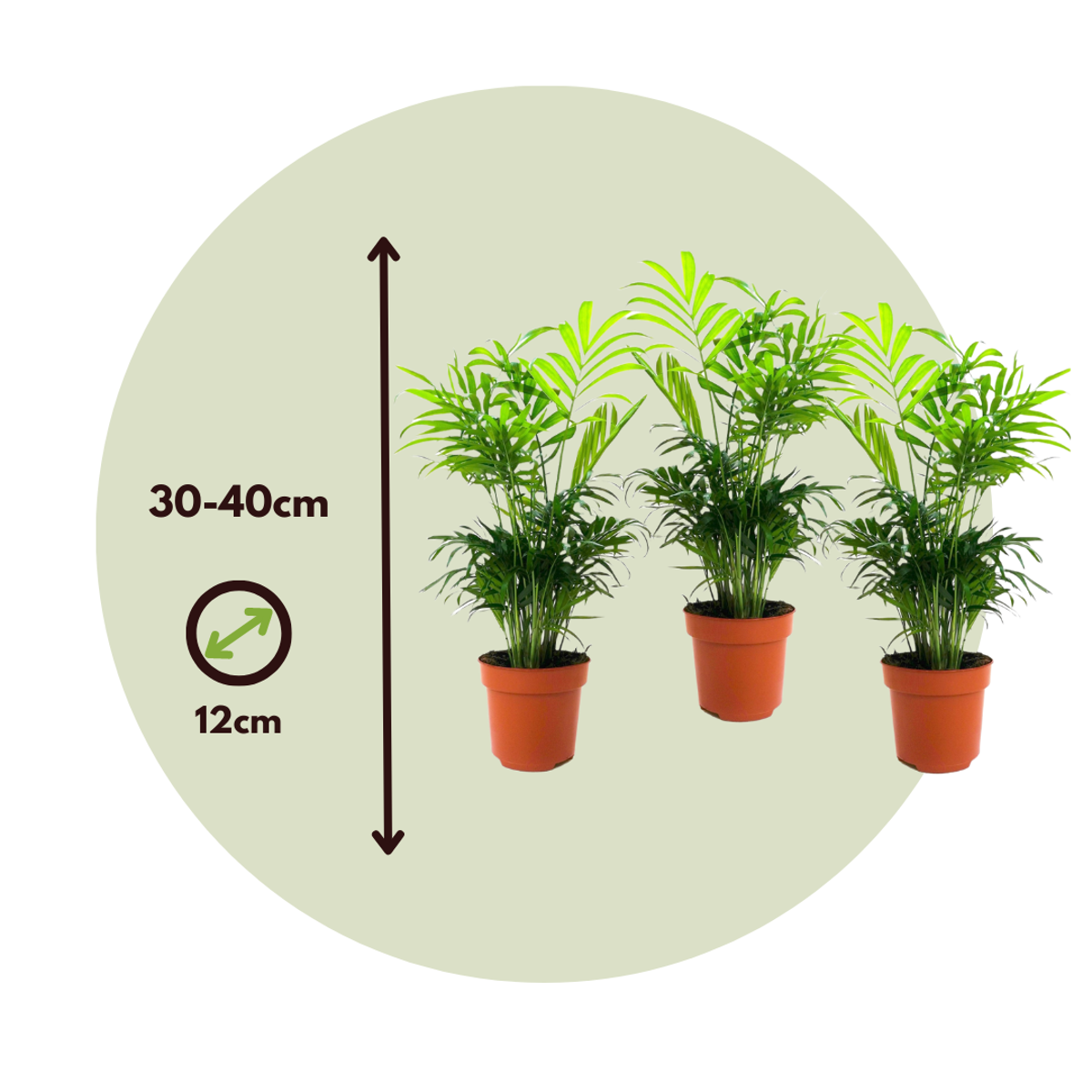 Chamaedorea elegans - 3er-Set - Zwergpalmen