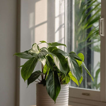 Philodendron 'Florida Green' - 2er-Set