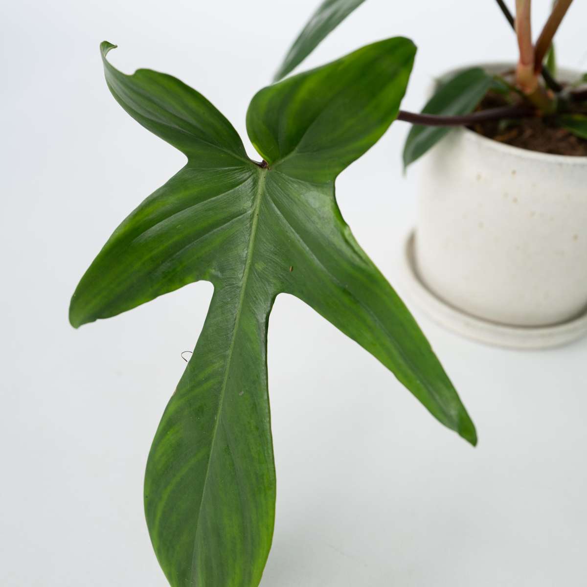 Philodendron 'Florida Green' - 2er-Set