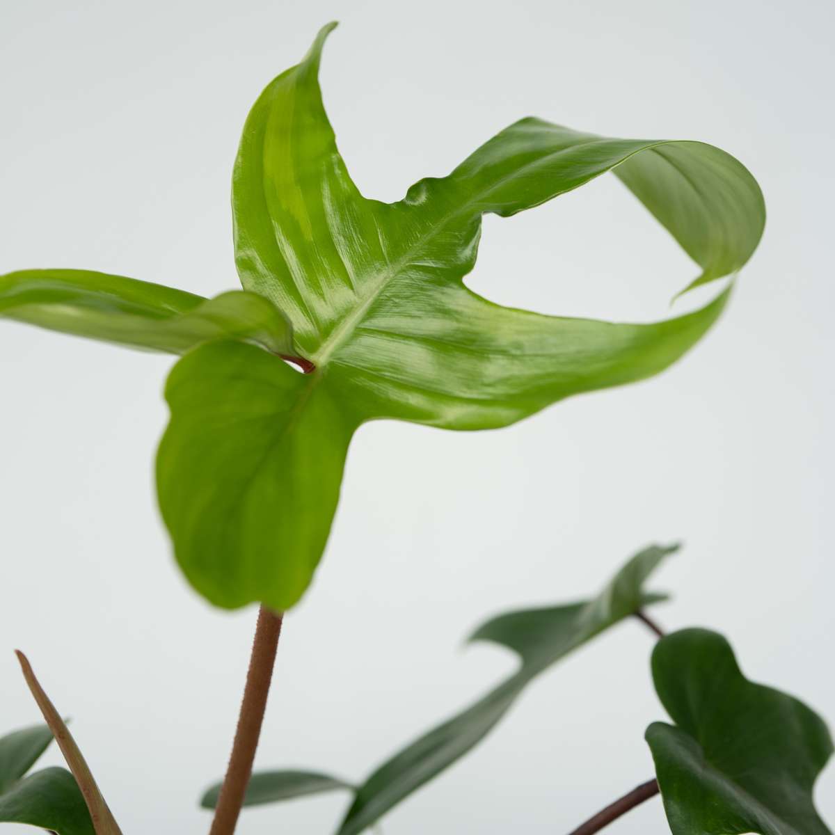 Philodendron 'Florida Green' - 2er-Set
