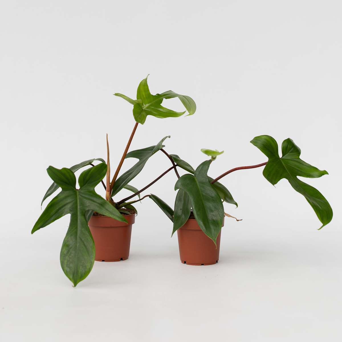 Philodendron 'Florida Green' - 2er-Set