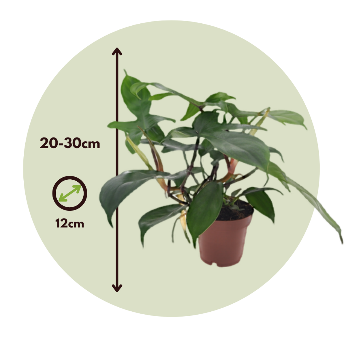 Philodendron 'Florida Green' - 2er-Set