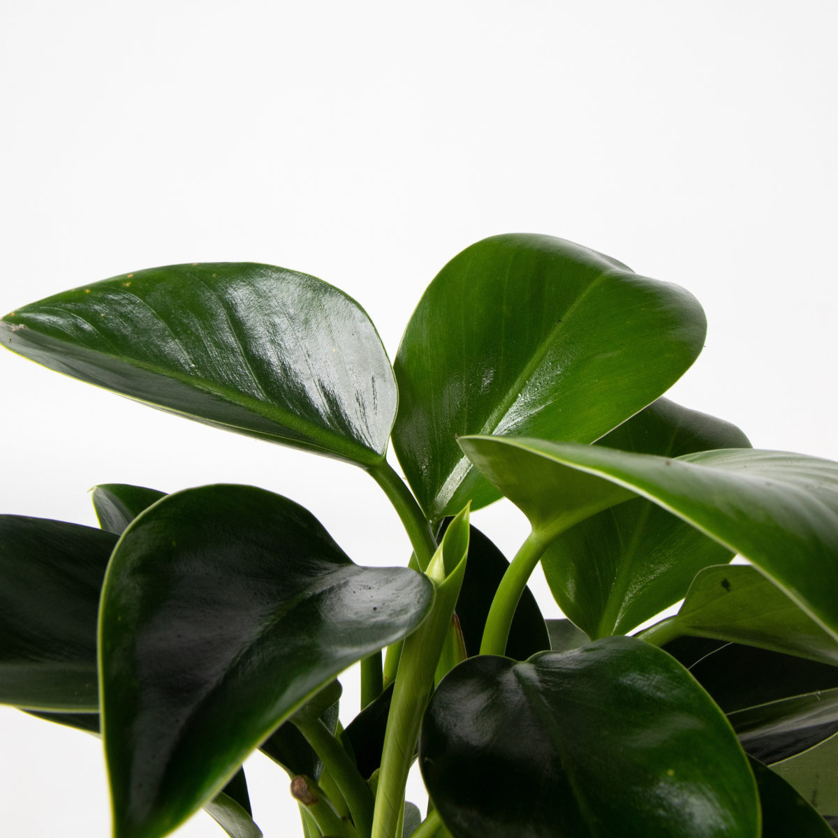 Groene kamerplanten 'Tropisch' - Mix van 3