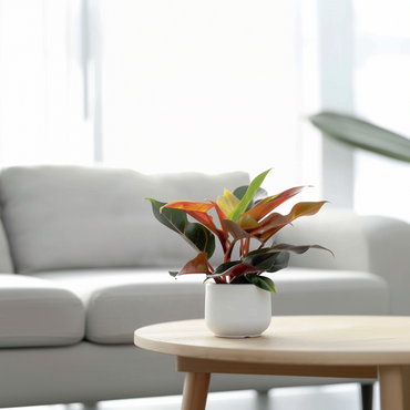 Philodendron 'Sunlight'