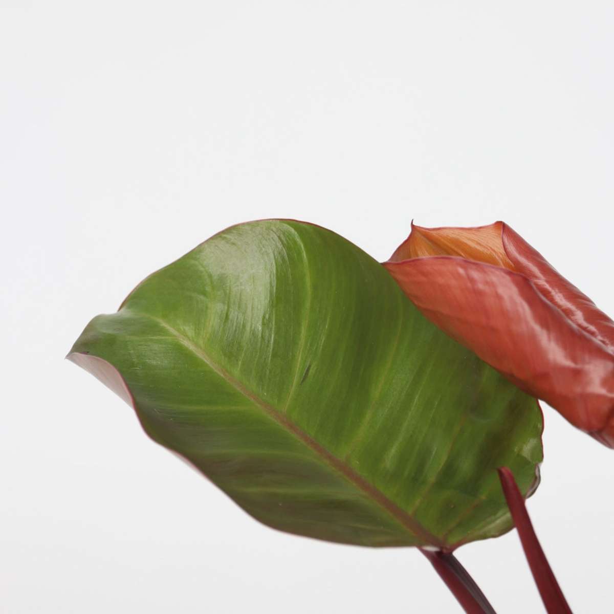Philodendron 'Sunlight'