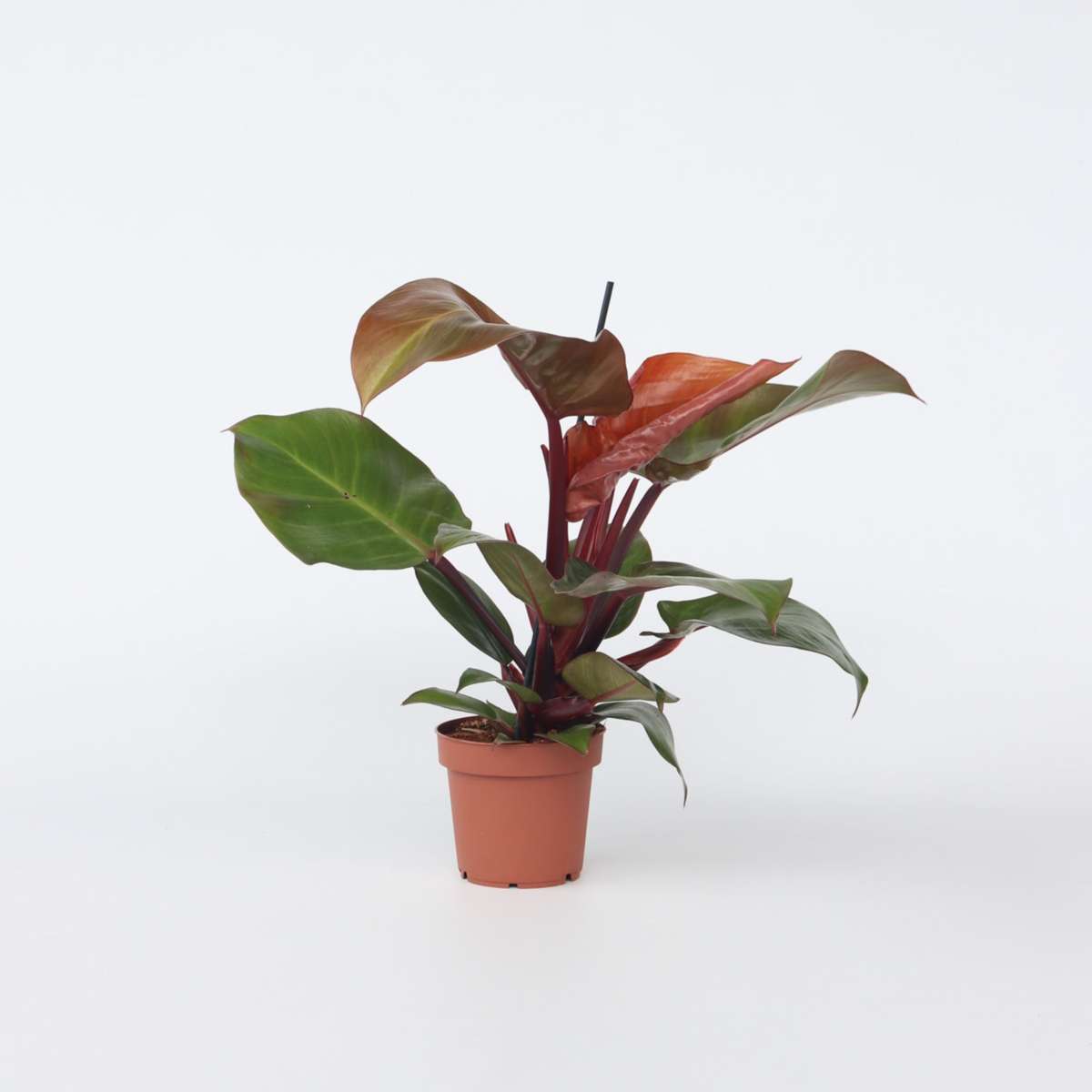 Philodendron 'Sunlight'
