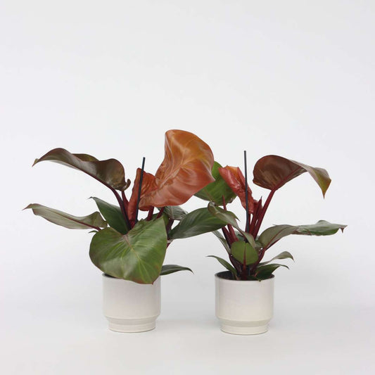 Philodendron 'Sunlight' - 2er-Set