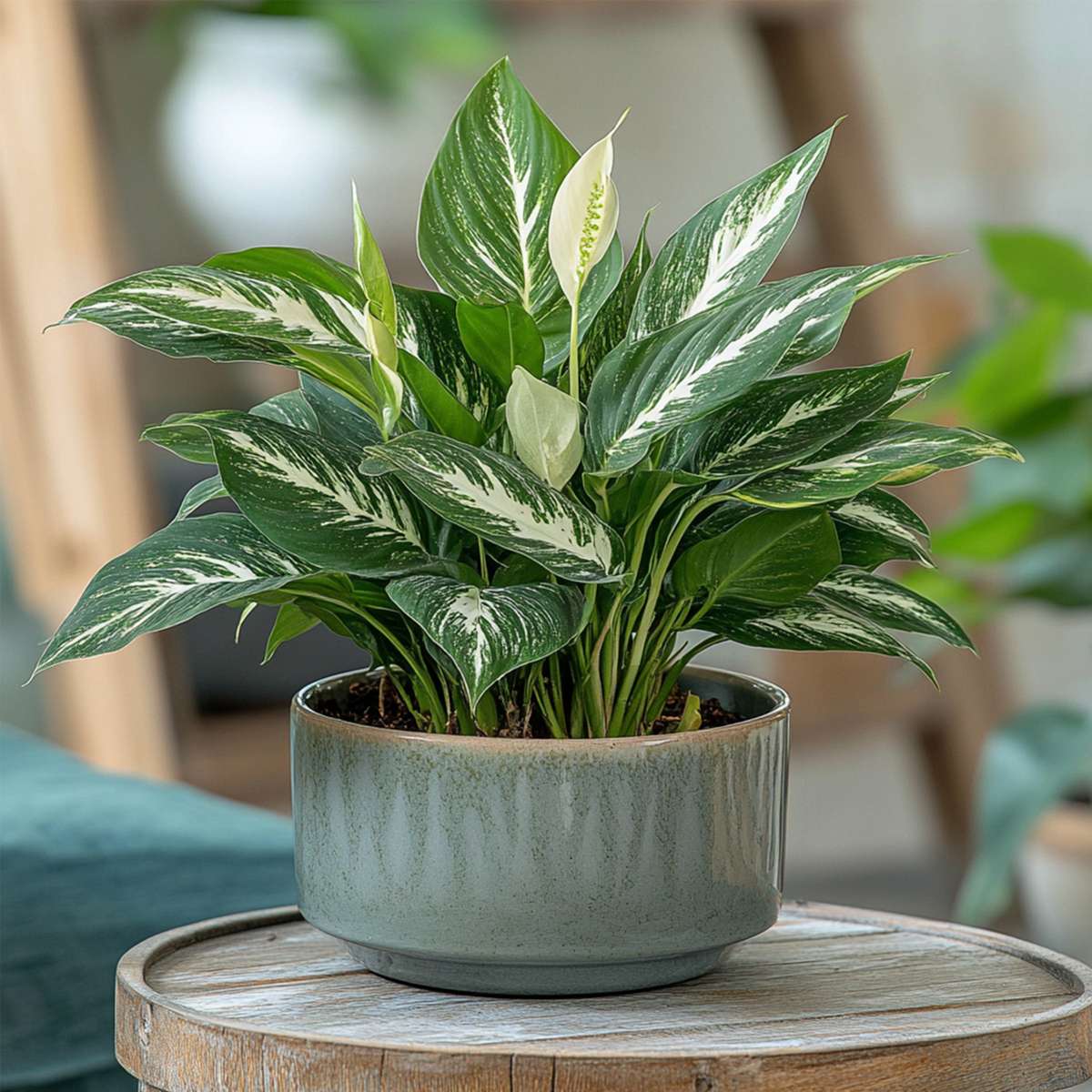 Spathiphyllum 'Diamant'
