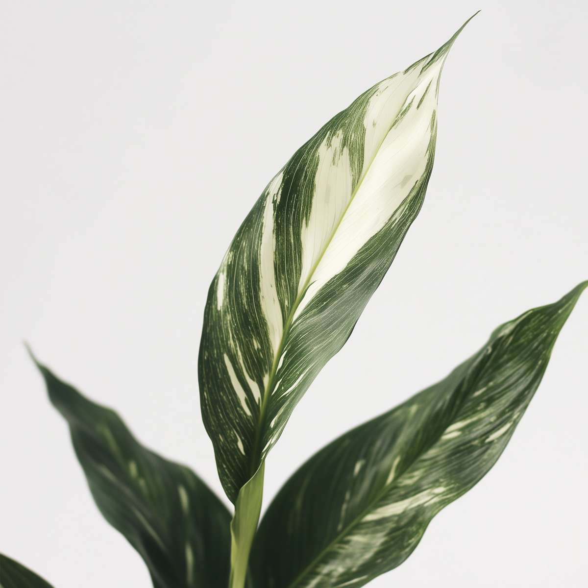 Spathiphyllum 'Diamant'