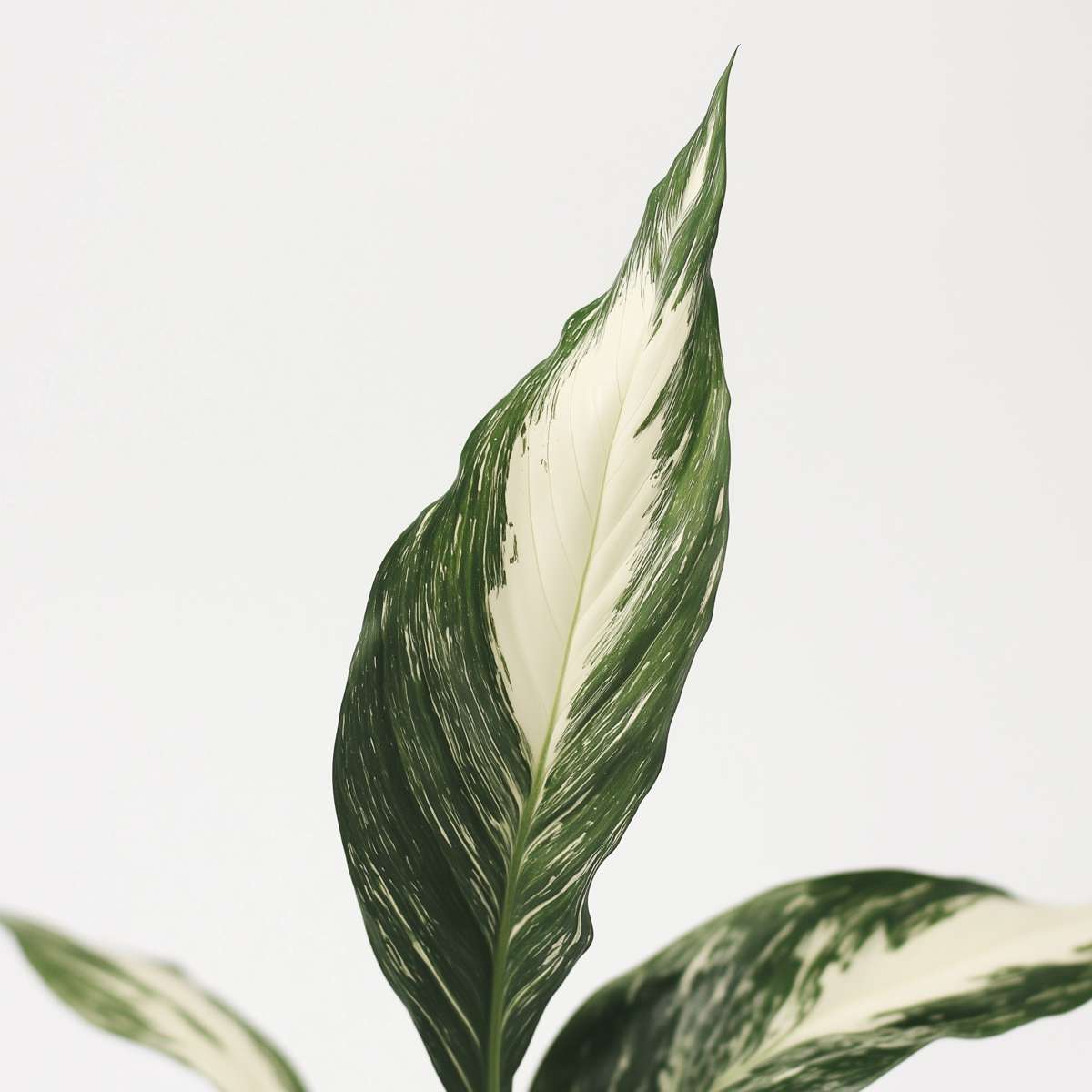 Spathiphyllum 'Diamant'