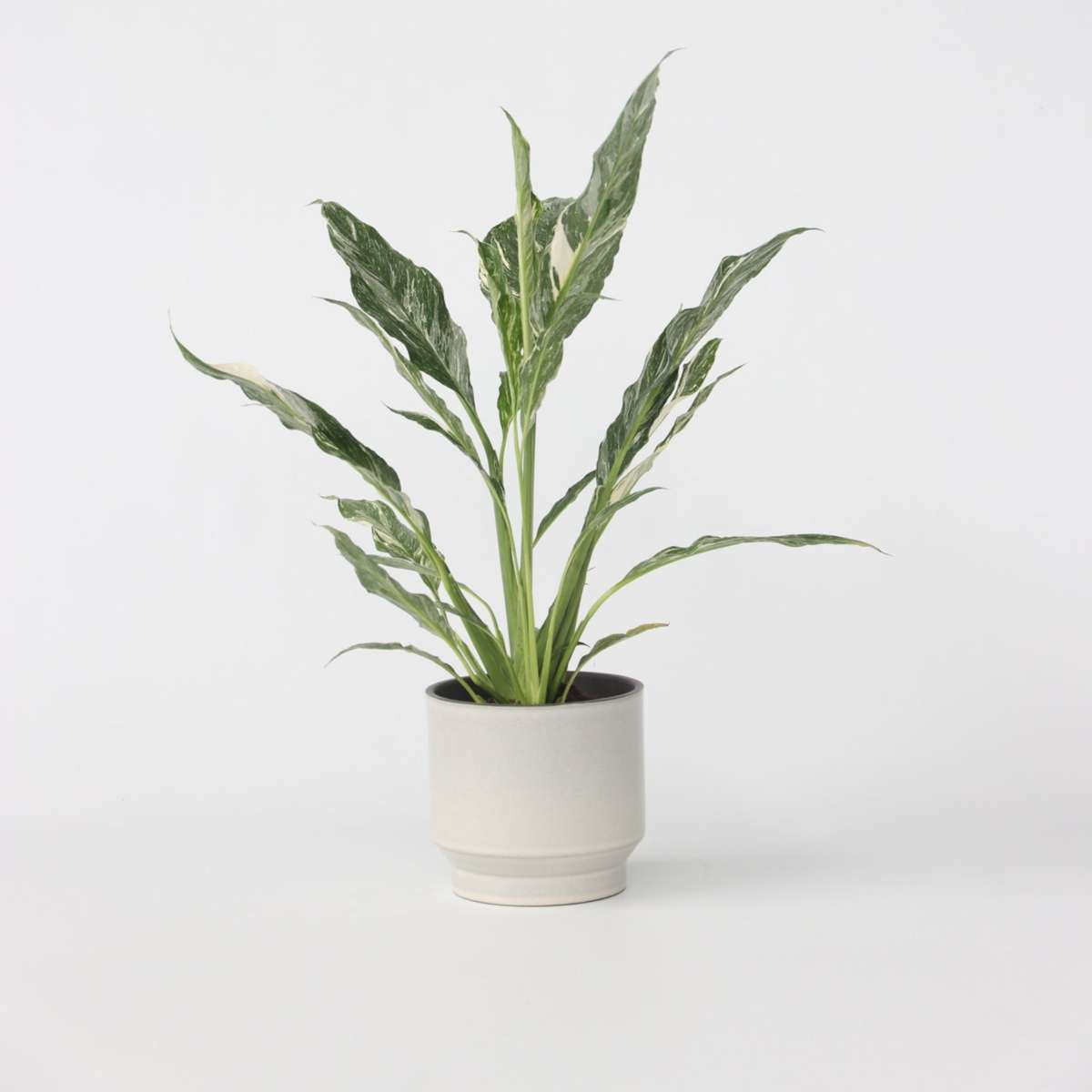 Spathiphyllum 'Diamant'