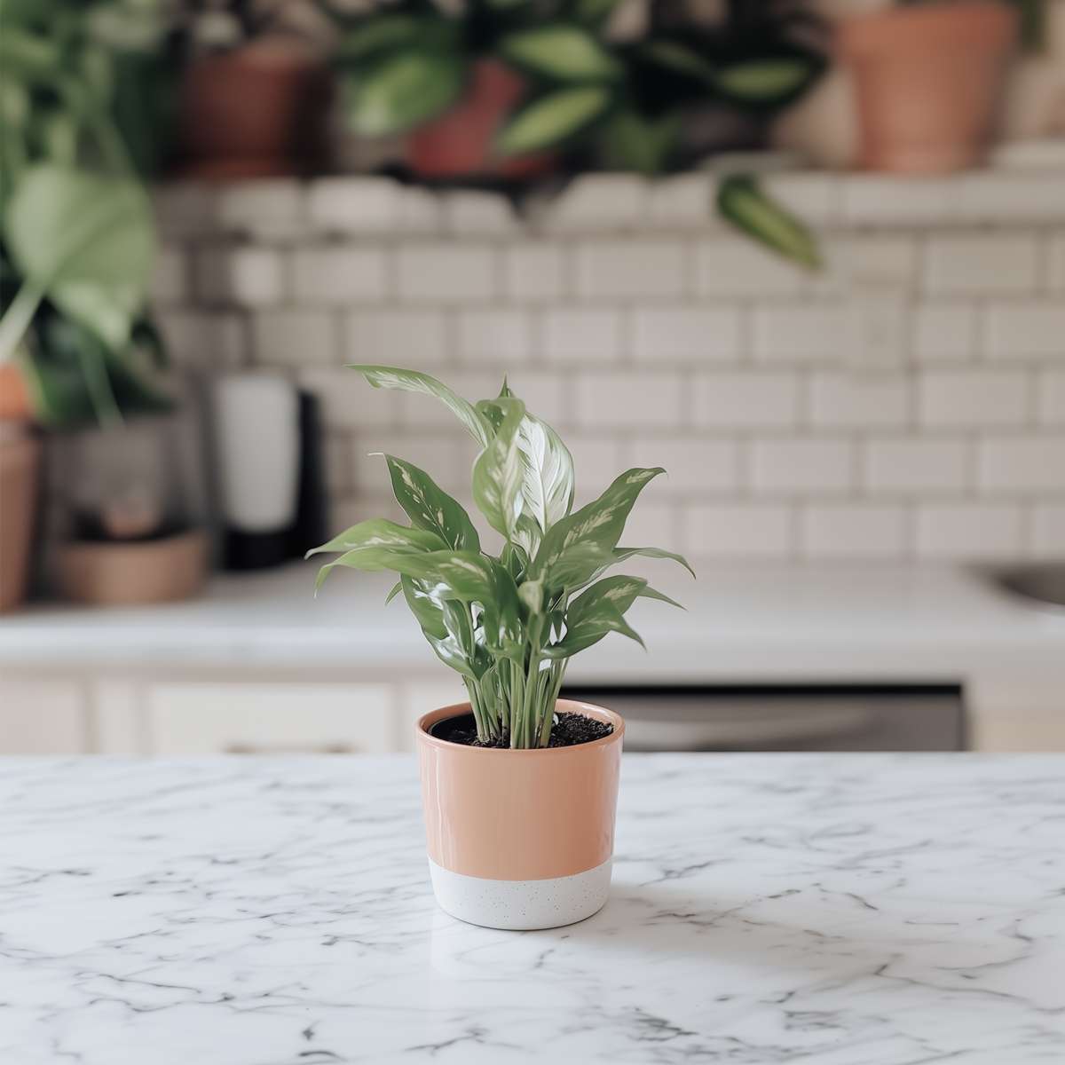 Spathiphyllum Diamond - 2er-Set